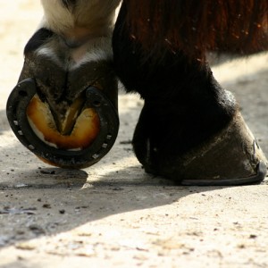 feet_horse